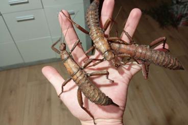 Insects kaufen und verkaufen Photo: Dorngespenstschrecke - Eurycantha calcarata Insects kaufen und verkaufen Photo: Dorngespenstschrecke - Eurycantha calcarata