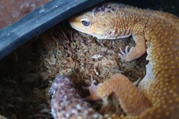 Geckos kaufen und verkaufen Foto: LeopardgeckoMädels suchen Endplatz