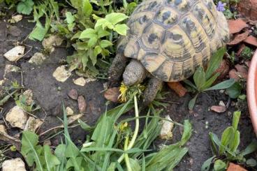 Landschildkröten kaufen und verkaufen Foto: Griechische Landschildkröte testudo hermanni männlich von 2006