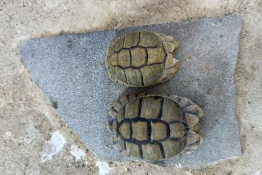 Landschildkröten kaufen und verkaufen Foto: Ägyptische Landschildkröten - Testudo Kleinmanni