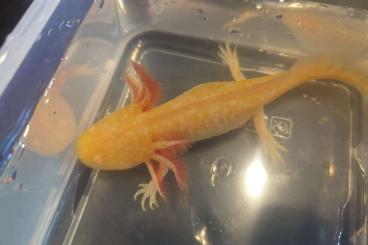 Molche kaufen und verkaufen Foto: Axolotl Nachwuchs abzugeben Molche kaufen und verkaufen Foto: Axolotl Nachwuchs abzugeben