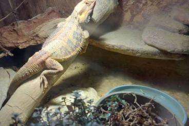 Bearded dragons kaufen und verkaufen Photo: Rotes Bartagamenmännchen 4 Jahre 