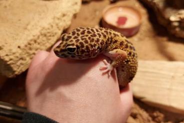 Geckos kaufen und verkaufen Foto: 3 Leopardengeckoweibchen abzugeben