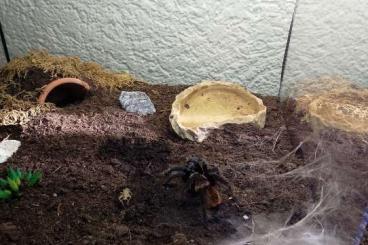 - bird spiders kaufen und verkaufen Photo: Tliltlocatl Vagans, Brachypelma Emilia 