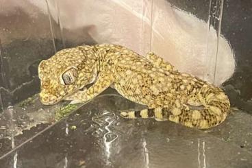 Geckos kaufen und verkaufen Photo: Dünnfingergecko (Stenodactylus Petrii) abzugeben Geckos kaufen und verkaufen Photo: Dünnfingergecko (Stenodactylus Petrii) abzugeben