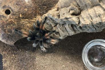 Vogelspinnen kaufen und verkaufen Foto: Brachypelma emilia (Orangebein-Vogelspinne) - 0.1