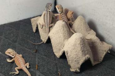 Bearded dragons kaufen und verkaufen Photo: Bartagamen NZ von 03/2025