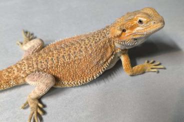 Bearded dragons kaufen und verkaufen Photo: Weibliche Bartagame von 09/2024