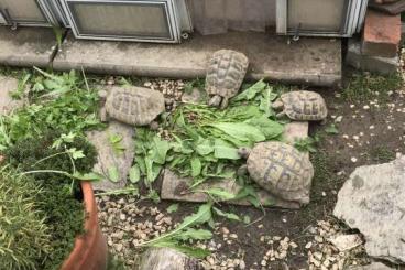 Tortoises kaufen und verkaufen Photo: Thb Weibchen und Männchen 