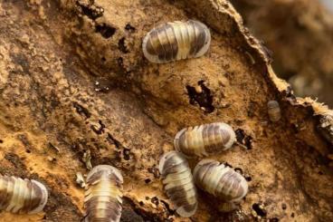 Krebstiere terrestrisch  kaufen und verkaufen Foto: Suche Cubaris sp. "Cappuccino"