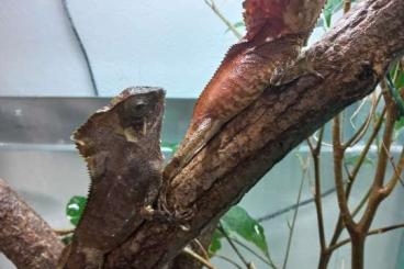 Lizards kaufen und verkaufen Photo: Sell Corytophanes cristatus 1.1