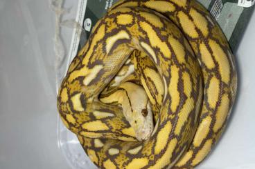 Pythons kaufen und verkaufen Photo: Malayopython reticulatus Netzpythons Reticulated pythons Pythons kaufen und verkaufen Photo: Malayopython reticulatus Netzpythons Reticulated pythons