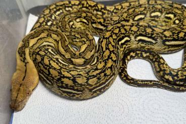 Pythons kaufen und verkaufen Photo: Malayopython reticulatus Netzpythons Reticulated pythons  