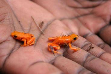 Poison dart frogs kaufen und verkaufen Photo: Mantellas or other easy frogs