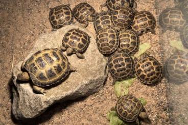 Tortoises kaufen und verkaufen Photo: Steppenschildkröten Russische Landschildkröte NACHZUCHT 2024