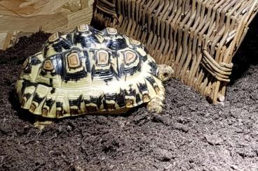 Schildkröten  kaufen und verkaufen Foto: Spornschildkröte Pantherschildkröte abzugeben