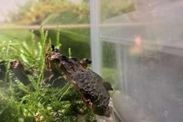 Newts kaufen und verkaufen Photo: Hypselotriton (Cynops) orientalis CB 2024