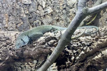 Warane kaufen und verkaufen Foto: Varanus kordensis.           