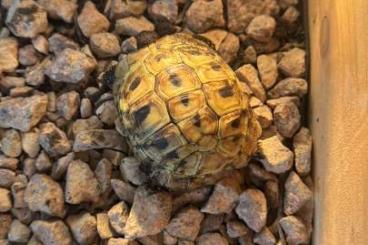 Landschildkröten kaufen und verkaufen Foto: Griechische Landschildkröte von 2023