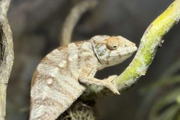 Chamaeleons kaufen und verkaufen Photo: Panther Chamäleon mit Terrarium 