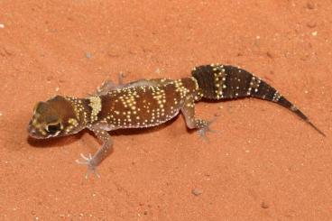 Geckos kaufen und verkaufen Photo: Dickschwanzgecko, nephrurus milii