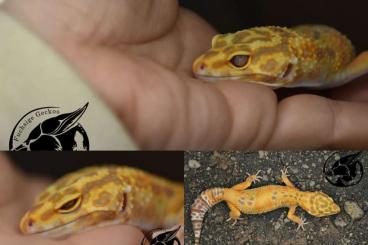 Geckos kaufen und verkaufen Foto: 2 Leopardgecko Adult 0.1 