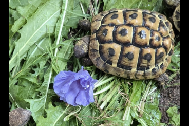 Turtles and Tortoises kaufen und verkaufen Photo: Griechische Landschildkröten, THB