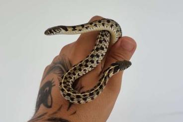 Colubrids kaufen und verkaufen Photo: Thamnophis marcianus, Checkered Garter snakes Colubrids kaufen und verkaufen Photo: Thamnophis marcianus, Checkered Garter snakes
