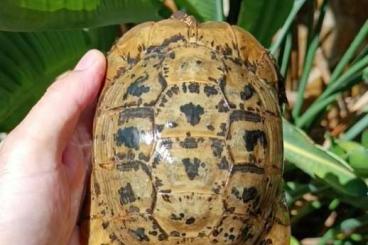 Schildkröten  kaufen und verkaufen Foto: Testudo graeca marokkensis 2.2