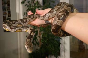 Schlangen kaufen und verkaufen Foto: 2 Kornnattern und Terrarium 