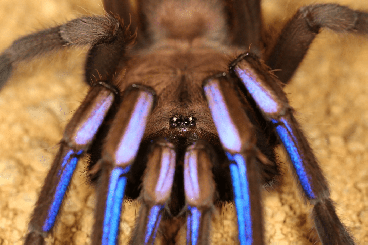 - bird spiders kaufen und verkaufen Photo: Chilobrachys electric blue 