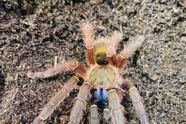 Vogelspinnen kaufen und verkaufen Foto: Ephebopus cyanognathus spinne 