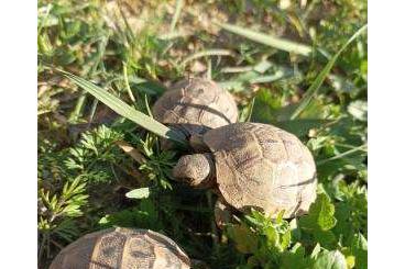 Tortoises kaufen und verkaufen Photo: Maurische Landschildkröten (Testudo graeca ibera) NZ 2024