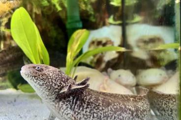 Newts kaufen und verkaufen Photo: Notabgabe 4x gesunde Axolotl