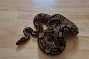 Ball Pythons kaufen und verkaufen Photo: Tiere abzugeben (Sunset, Super Cinnamon ... etc.)