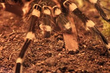 - bird spiders kaufen und verkaufen Photo: Acanthoscurria geniculata 