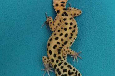 Geckos kaufen und verkaufen Photo: Leopardgecko, Eublepharis macularius 