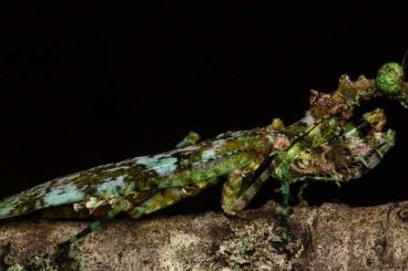 Insekten kaufen und verkaufen Photo: Majangella moultoni parkas Insekten kaufen und verkaufen Photo: Majangella moultoni parkas