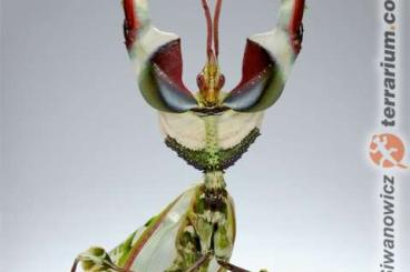 Insects kaufen und verkaufen Photo: Mantis rare Insects kaufen und verkaufen Photo: Mantis rare