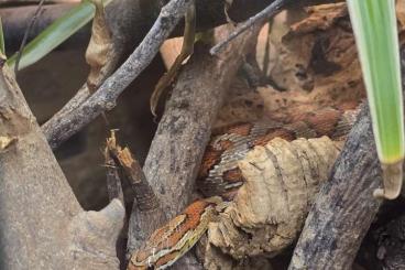 Colubrids kaufen und verkaufen Photo: Kornnatter Pantherophis guttatus mit Terrarium