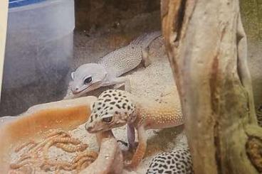 Geckos kaufen und verkaufen Foto: 3 Leopardgecko Damen ca 4 Jahre alt