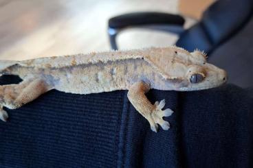 Geckos kaufen und verkaufen Photo: Kronengecko Correlophus ciliatus 0.1 Extreme Harlequin