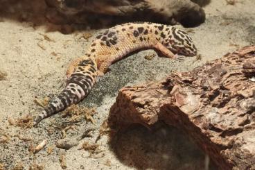 Geckos kaufen und verkaufen Photo: Zwei Leopardengekos zu verkaufen