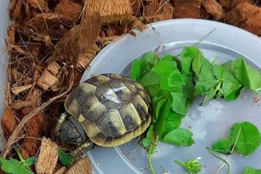 Tortoises kaufen und verkaufen Photo: Griechische Landschildkröten THB Babys NZ 24 ab 60€