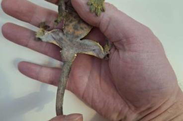 Geckos kaufen und verkaufen Photo: Kronengecko mit sehr schöner Färbung