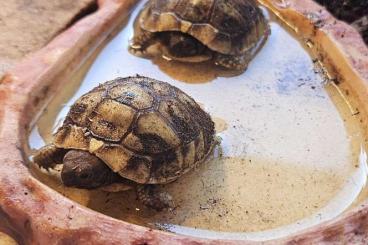 Landschildkröten kaufen und verkaufen Foto: Griechische Landschildkröten von 2024