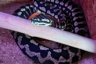 Schlangen kaufen und verkaufen Foto: Morelia spilota cheynei abzugeben 