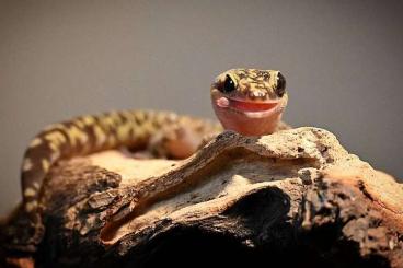 Geckos kaufen und verkaufen Foto: Gecko Oedura Monilis Mâle 