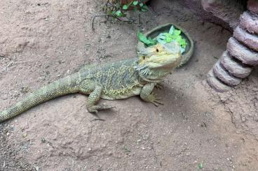 Bartagamen kaufen und verkaufen Foto: Bartagame abzugeben, männlich 