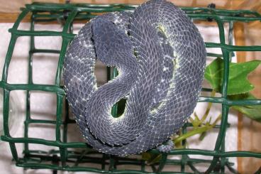 Giftschlangen kaufen und verkaufen Foto: Atheris squamigera, Trimeresurus purpureomaculatus